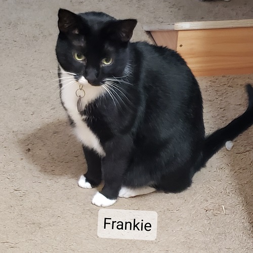 frankie id.jpg